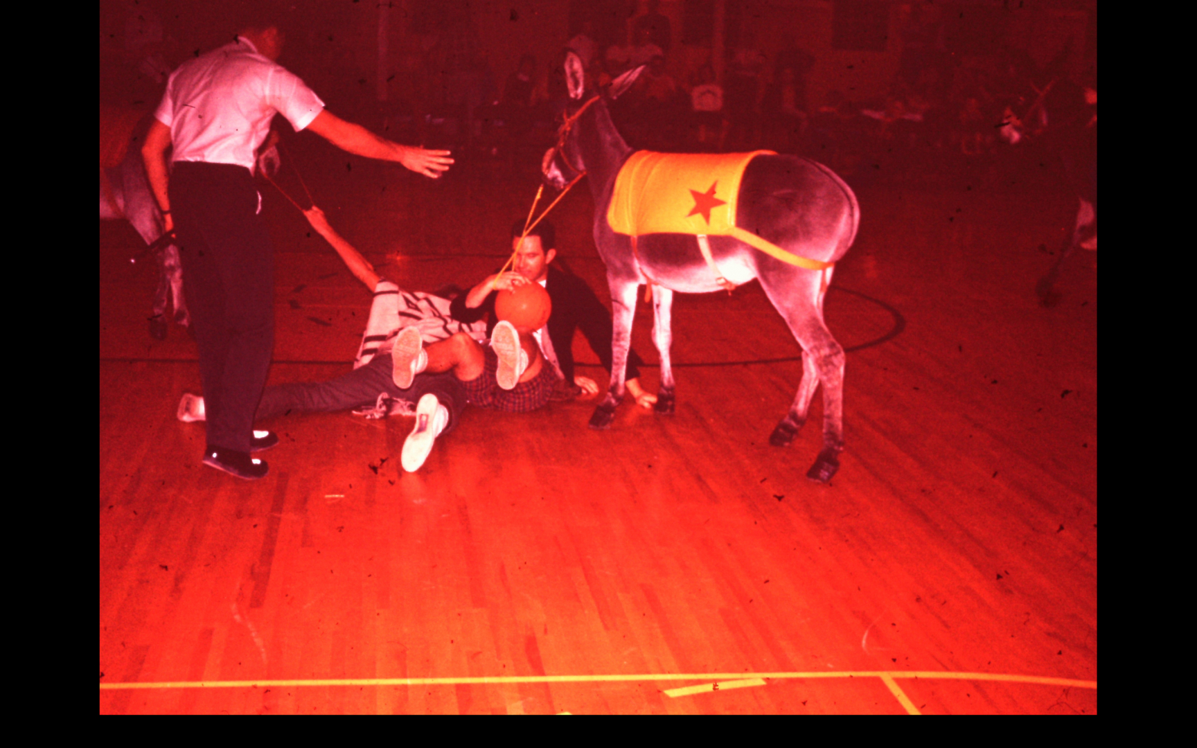 Donkey basketball in the gym.